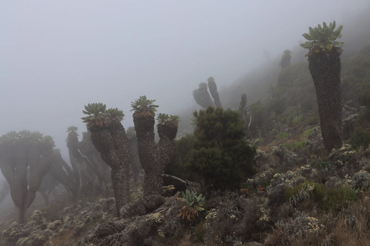 Se pueden ver senecios gigantes en la ruta más bella del Kilimanjaro, Lemosho, y en otras rutas del sur y el oeste