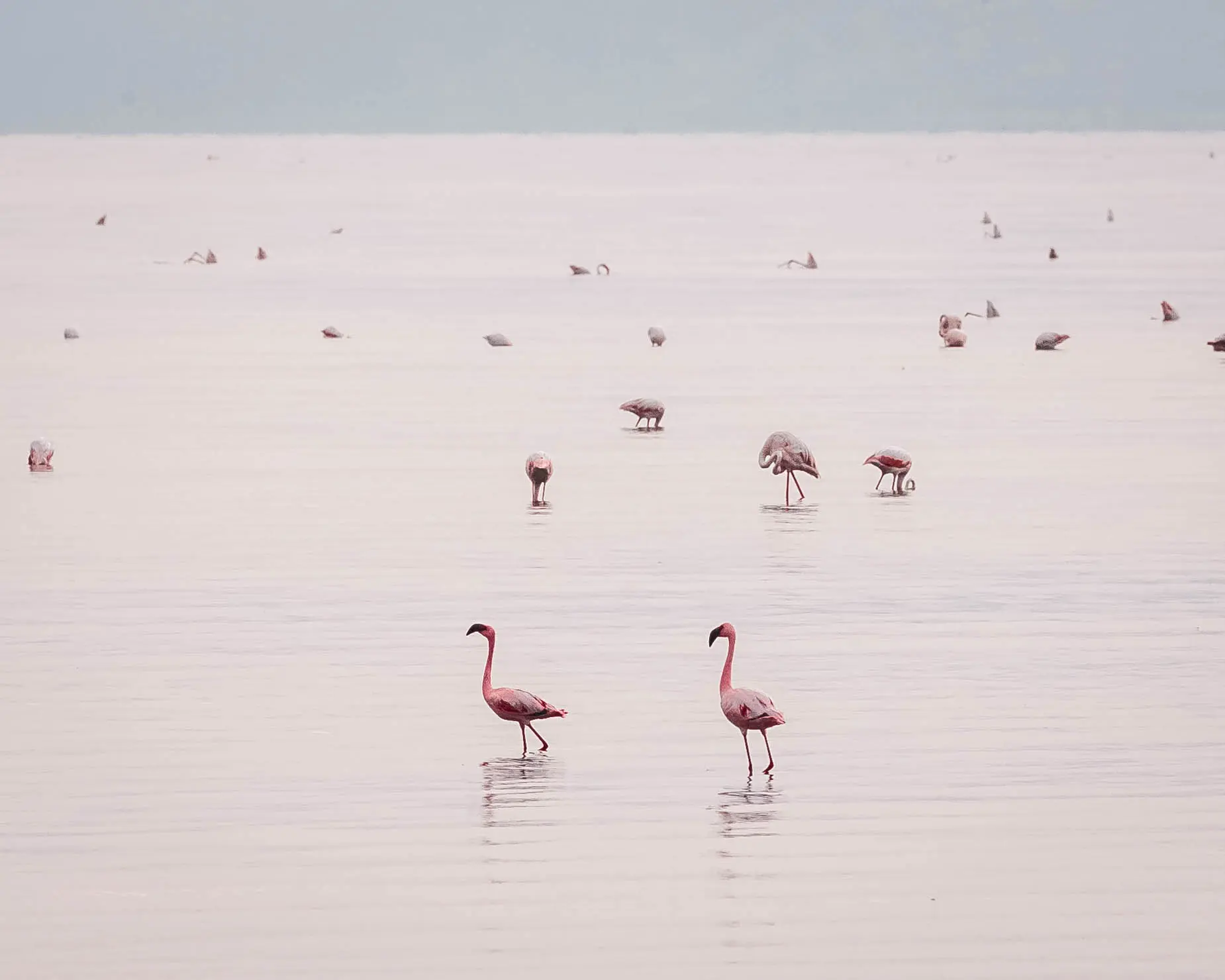 La construcción de una represa hidroeléctrica y una planta de carbonato de sodio podría destruir el ecosistema único del Lago Natron. Foto: archivo de Altezza Travel