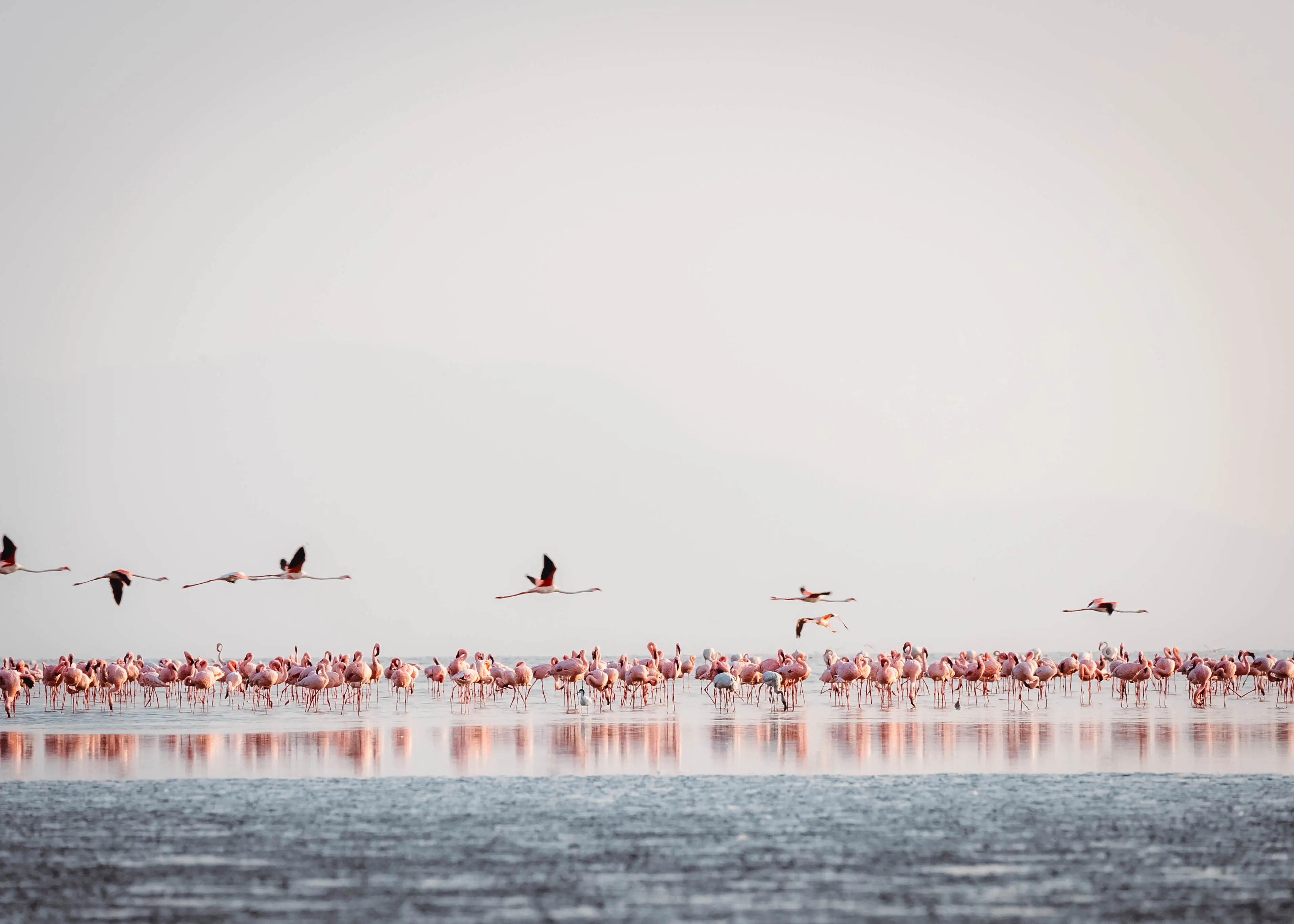 Lago Natron, zona de nidificación de flamencos enanos. Foto: archivo de Altezza Travel