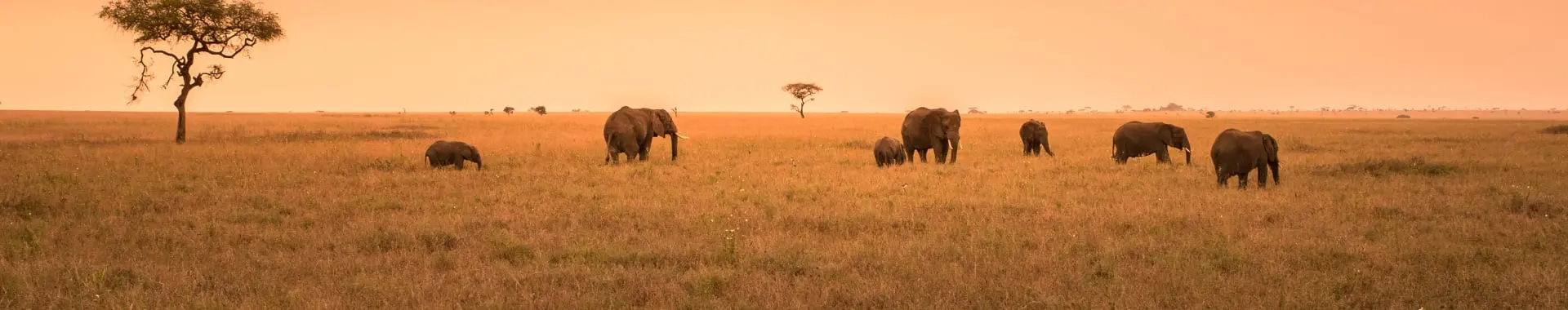 Parque Nacional Nyerere (Selous) Parque Nacional Nyerere (Selous)