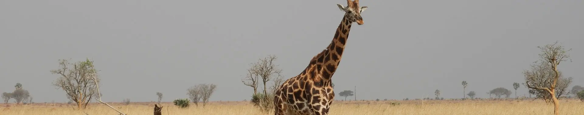Jirafa africana