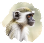 Mono vervet