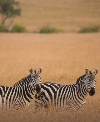 Parque Nacional Arusha